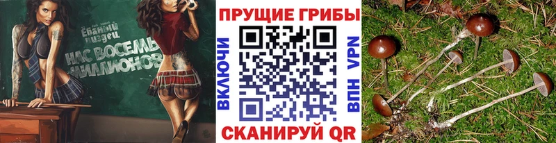 где можно купить   Стерлитамак  ОМГ ОМГ маркетплейс  Галлюциногенные грибы MAGIC MUSHROOMS 